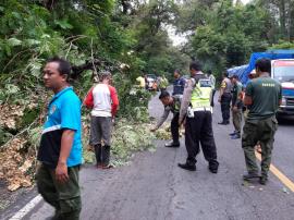 TAGANA EVAKUASI POHON TUMBANG